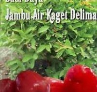 Image of Budi Daya Jambu Air Kaget Delima